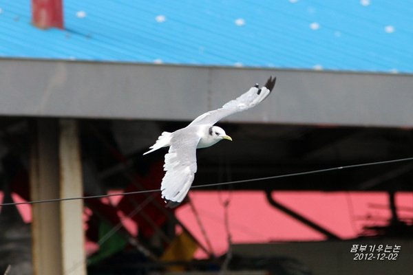 세가락갈매기